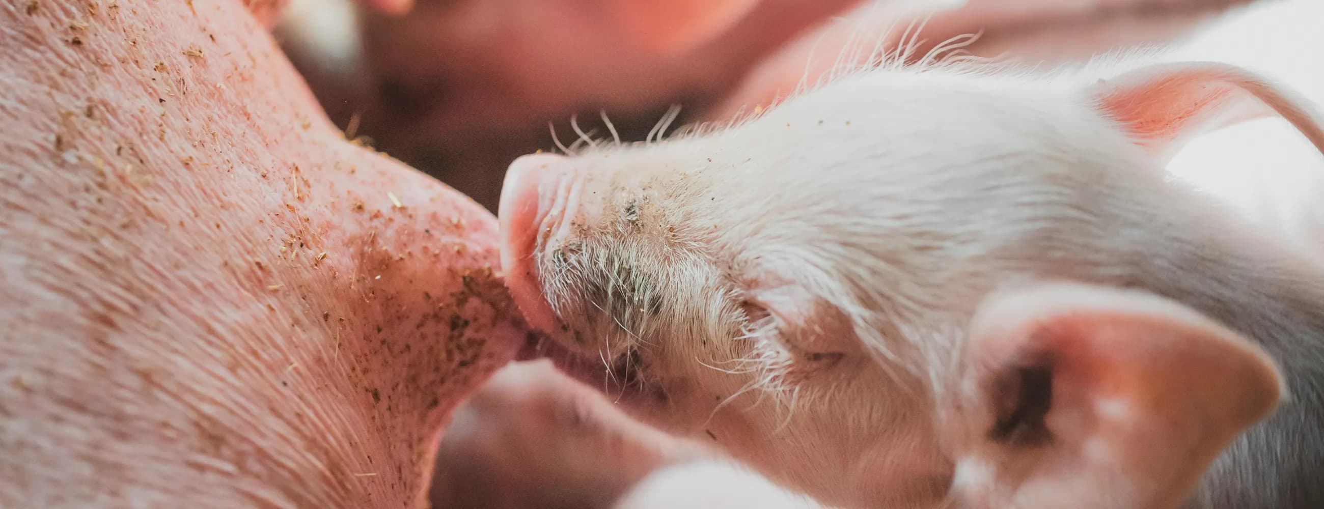 源產畜業科技的堅持